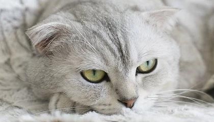 星空体育电脑版-中国足球比赛中球员心理波动周期追踪，足球心理素质